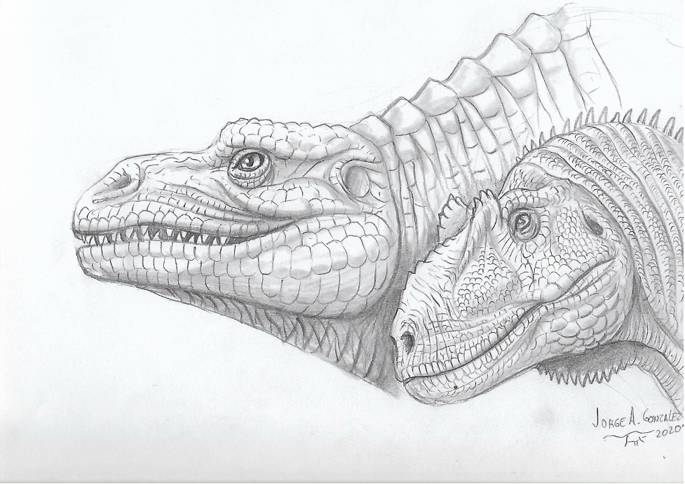 En segundo plano, representación de Megalosaurus tal como se hacía casi 2 siglos y, en primer plano, representación actual. Ilustración: Jorge A. González